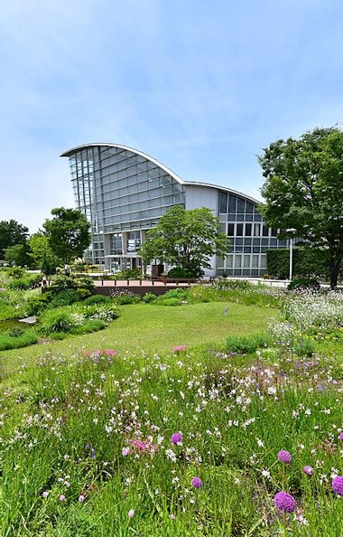 🌸 나고야항 와일드플라워 가든 블루보넷 이미지 4